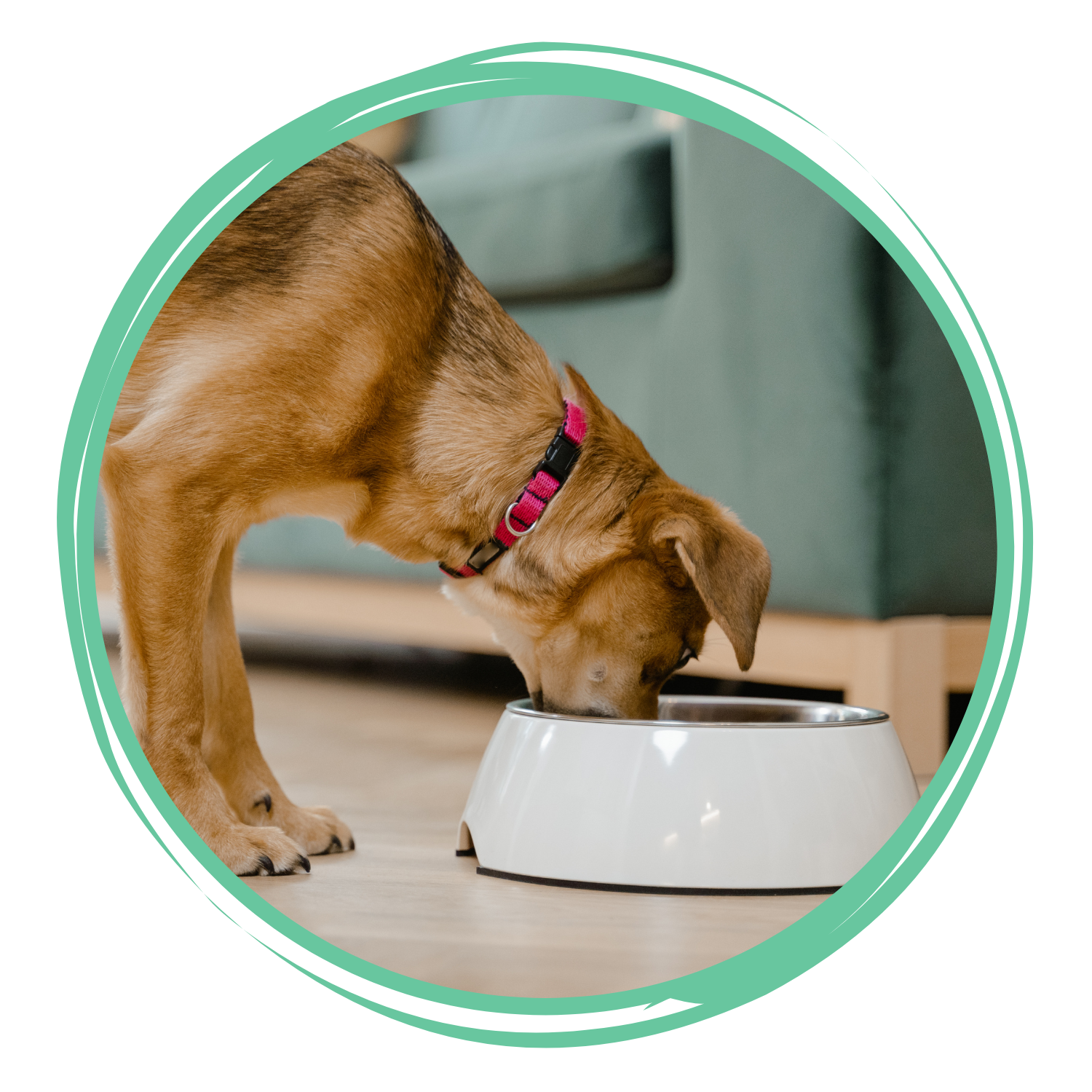 Feeders and Bowls