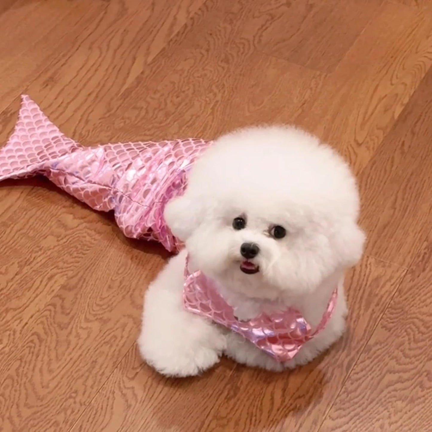 Cat Mermaid Costume Creative Cat And Dog Costumes.