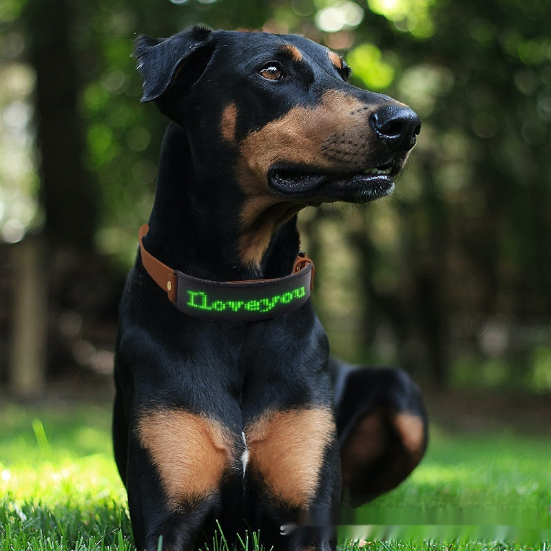 Leads & Collars